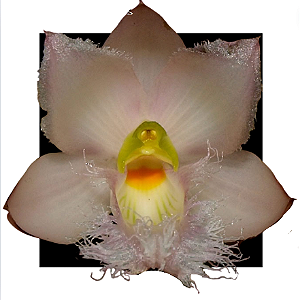 CLOWESIA ROSEA