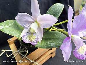 Cattleya Nobilior Suave Cacau
