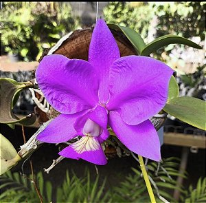Cattleya Nobilior Escura Ângico- na Bolacha