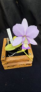 Cattleya Nobilior Concolor RF