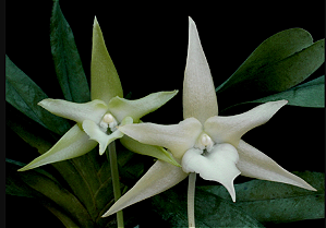Orquidea Angraecum Sesquipedaale
