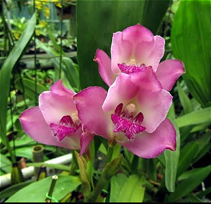 Bifrenaria Tyrianthina