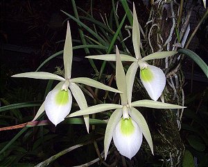 Brassavola Fragans
