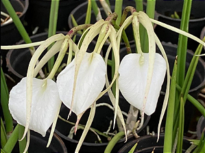 Brassavola Ovaliformis