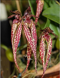Bulbophyllum Emily Siegerist