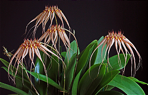 Bulbophyllum Luis Sander