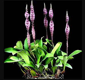 Bulbophyllum Megaclinium Pupureorhachis