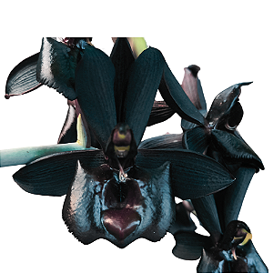Catasetum Pearl Jam - Negro - Meristema
