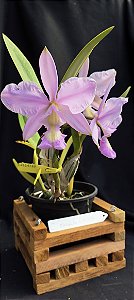 Cattleya Mesquitas Vinicolor - Adulto