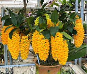 Dendrobium Densiflorum