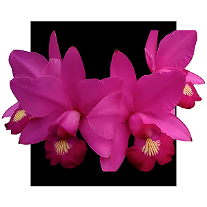 Cattleya Xlabendziana - muda