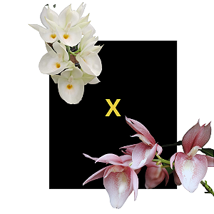 Catasetum Pileatum Albo x Pileatum Roseum