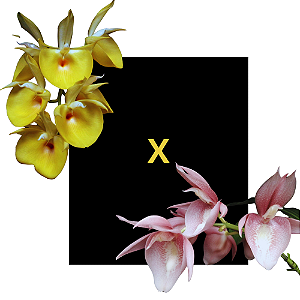 Catasetum Pileatum Amarelo x Pileatum Roseum