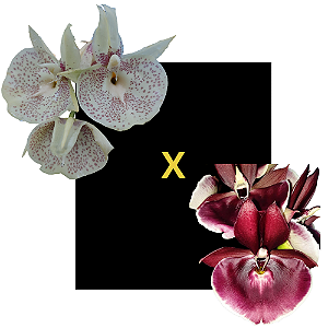 Catasetum Susan Fuchs Claro x yum Yum Golden