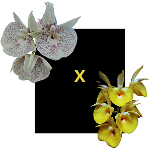 Catasetum Susan Fuchs Claro x Pileatum Amarelo