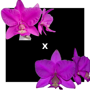 Cattleya Nobilior ( Rafaela x Lori ) x Durval Ferreira