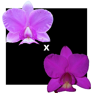 Cattleya Nobilior Estela Redonda x Nobilior Iponente