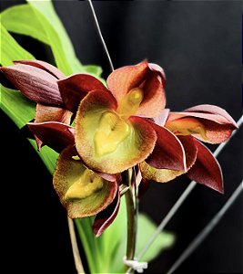 Catasetum Pearl Jam Chocolate no cachepô