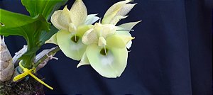 Catasetum João Stivali x Susan Fuchs - na Bolacha de Ipé - Adulta-2114743