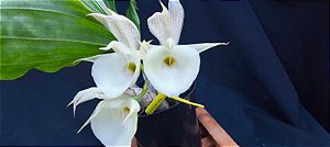 Catasetum João Stivali x Susan Fuchs -  Adulta-2114744