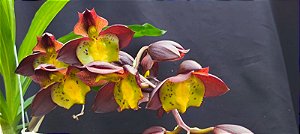Catasetum Pearl Jam Chocolate Pintalgado - no Cachepo de madeira de lei  - Adulta