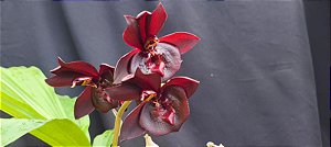 Catasetum Pearl Jam Escuro - no Cachepo de madeira de lei  - Adulta