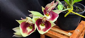 Catasetum Pileatum Imperialis x João Stivali  - Adulta