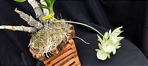 Catasetum Pileatum albo x Durval ferreira albo - na Bolacha de Ipé  - Adulta