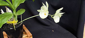 Catasetum Pileatum albo x Durval ferreira albo - vaso de plastico - Adulta