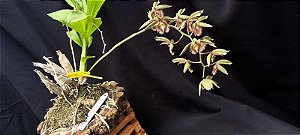 Catasetum Fimbriatum x Susan Fuchs - na Bolacha de Ipê - Adulta