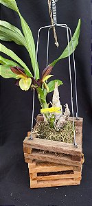 Catasetum Pearl Jam Amarelo no Cachepo de Madeira de Lei - Adulta