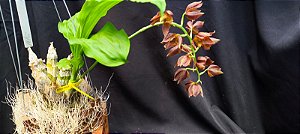 Catasetum Pulchrum x Juarenense - no Cachepo de madeira de Lei - Adulta