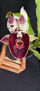 Catasetum Tigre Marmorata Red - Adulta