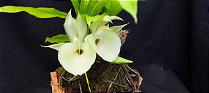 Catasetum Pileatum albo x Durval ferreira albo - na Bolacha de Ipé  - Adulta