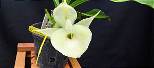 Catasetum Pileatum albo x Durval ferreira albo -  Adulta