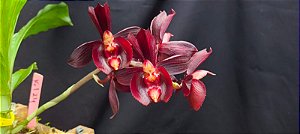 Catasetum Pearl Jam Rubro - no cachepo de madeira de lei -  Adulta