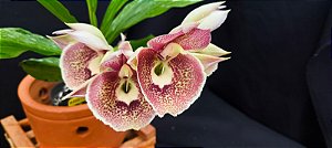 Catasetum Penang Pintalgado - Vermelho -  Adulta