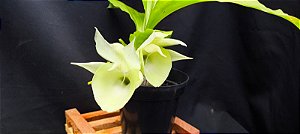 Catasetum Susan Fuchs - Claro -  Adulta