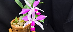 Cattleya Violacea Striata -  Adulta