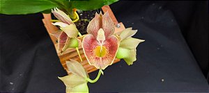 Catasetum Jhon Burchet x DF -  Adulta