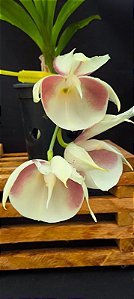 Catasetum Pileatum Semi albo  -  Adulta