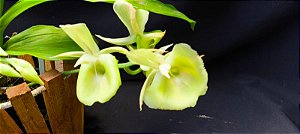 Catasetum Dragon Theet x Pileatum   -  Adulta - 2