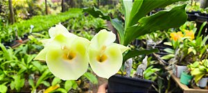 Catasetum João Stivali Albo de Boa Forma -  Adulta