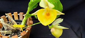 Catasetum João Stivali Amarelo de Boa Forma -  Adulta