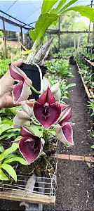 Catasetum João Stivali Rubro de Boa Forma -  Adulta