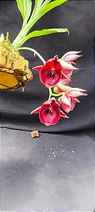 Catasetum João Stivali X Pileatum Imperialis -  Adulta