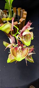 Catasetum ( Dante Prayer x Susan Fuchs ) x João Stivali -  Adulta