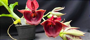 Catasetum Pileatum x Pileatum Imperialis -  Adulta