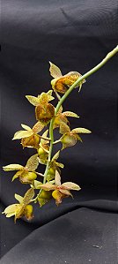 Catasetum Dante prayer -  Adulta