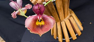 Catasetum Dragon theet x pileatum x pileatum -  Adulta